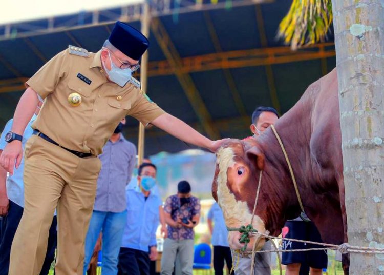 BUPATI Muba, Dodi Reza Alex Noerdin, Serahkan 55 Ekor Lembu ke Masjid Raya Musi Banyuasin. (foto fornews.co/humas pemkab muba)