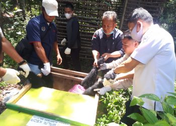 Petugas Resort Wilayah II SM Dangku, saat akan melepaskan Siamang hasil dari serahan warga Dusun III, Desa Lais, Kabupaten Musi Banyuasin (Muba), Selasa (10/8/2021). (fornews.co/ist)