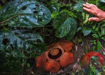 Bunga Rafflesia Arnoldi hasil penangkaran penangkaran Holidin, dari LPPLL yang berkembang sempurna, Jumat (27/8/2021). (fornews.co/mushaful imam)