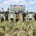 Panen Raya Padi kelompok penangkar benih padi Kabupaten Muba, Kamis (26/8/2021)di Desa Air Balui Kecamatan Sanga Desa. (fornews / ist)