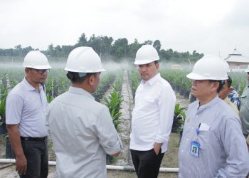 Plt Bupati Muba, Beni Hernedi saat meninjau salah satu lokasi peremajaan sawit di wilayah Muba beberapa waktu lalu. (fornews.co/humas pemkab muba)