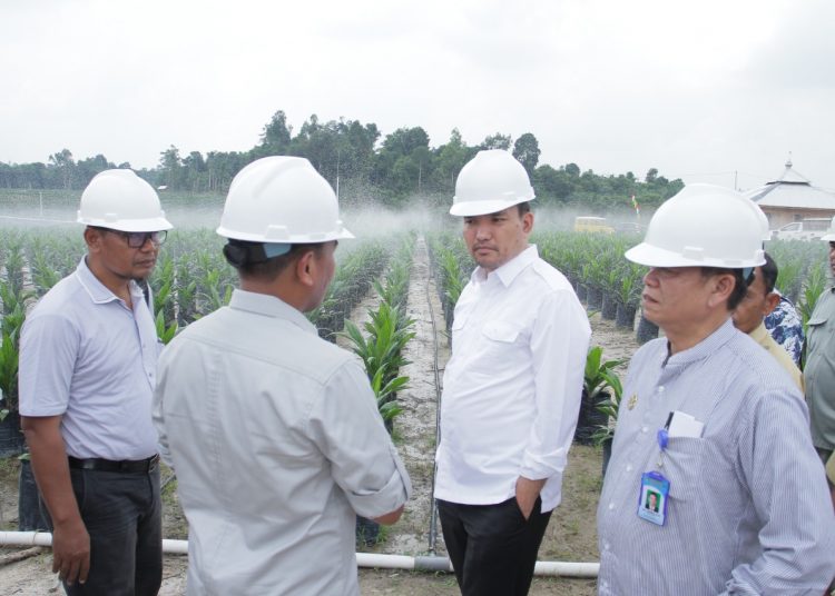 Plt Bupati Muba, Beni Hernedi saat meninjau salah satu lokasi peremajaan sawit di wilayah Muba beberapa waktu lalu. (fornews.co/humas pemkab muba)