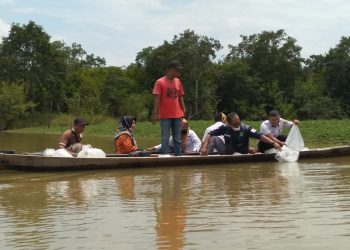 Proses penebaran benih ikan jelawat di salah satu bantaran sungai di Kabupaten Musi Banyuasin. (fornews / ist)