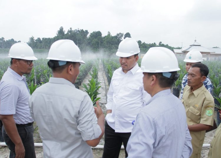 Plt Bupati Muba, Beni Hernedi, saat berada di Kebun BMP Petani Swadaya Desa Mendis Jaya, Kecamatan Bayung Lencir beberapa waktu lalu. (fornews.co/humas pemkab muba)