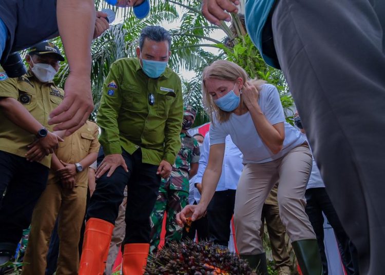 Plt Bupati Muba, Beni Hernedi dan Dubes Norwegia Rut Kruger Giverin, saat memperhatikan hasil kelapa sawit dari petani di Desa Mendis, Kecamatan Bayung Lencir, Rabu (24/11/2021). (fornews.co/humas pemkab muba)