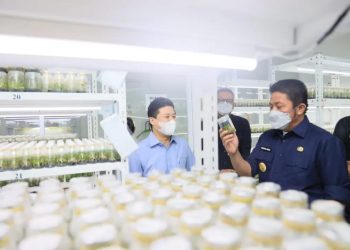 Gubernur Sumsel, Herman Deru saat melihat bibit unggul yang dikembangkan Laboratorium Kultur Jaringan PT. GMZ Biomega Utama, Kamis (20/1/2022). (fornews.co/humas pemprov sumsel)