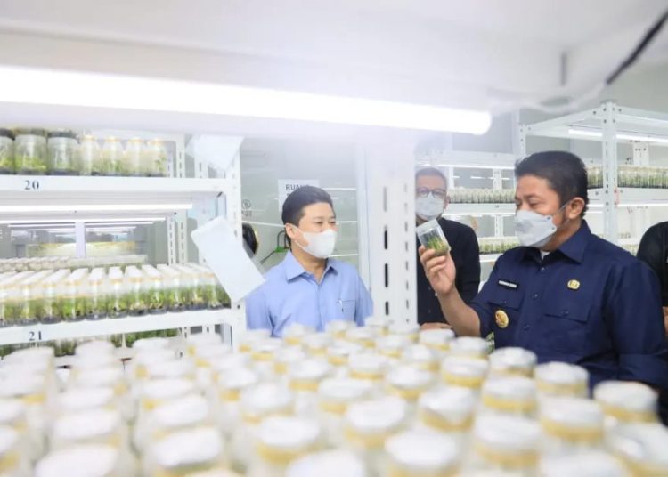 Gubernur Sumsel, Herman Deru saat melihat bibit unggul yang dikembangkan Laboratorium Kultur Jaringan PT. GMZ Biomega Utama, Kamis (20/1/2022). (fornews.co/humas pemprov sumsel)