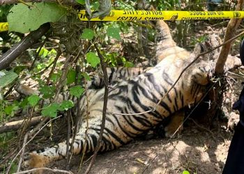HARIMAU Sumatera mati terjebak jeratan yang dipasang oleh orang tidak bertanggung jawab. Harimau itu ditemukan mati di lokasi perkebunan HGU PT Aceh Timur di Desa Sri Mulya, Kecamatan Aceh Timur pada Ahad (24/2/2022). (foto fornews.co/kemenlhk)