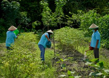 Sinar Mas Agribusiness and Food dan TaniFoundation meningkatkan literasi pertanian 80 kelompok tani binaan di berbagai wilayah di Indonesia. Kolaborasi ini meliputi pembuatan modul praktik-praktik pertanian ramah lingkungan. (fornews.co/ist)