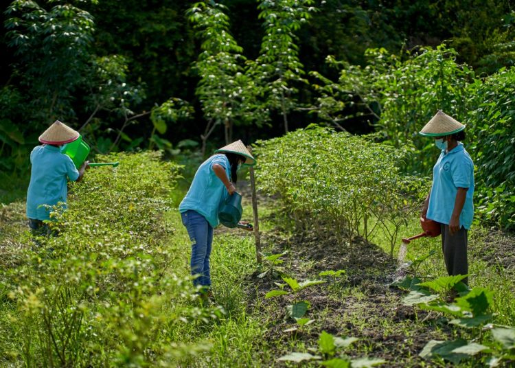 Sinar Mas Agribusiness and Food dan TaniFoundation meningkatkan literasi pertanian 80 kelompok tani binaan di berbagai wilayah di Indonesia. Kolaborasi ini meliputi pembuatan modul praktik-praktik pertanian ramah lingkungan. (fornews.co/ist)