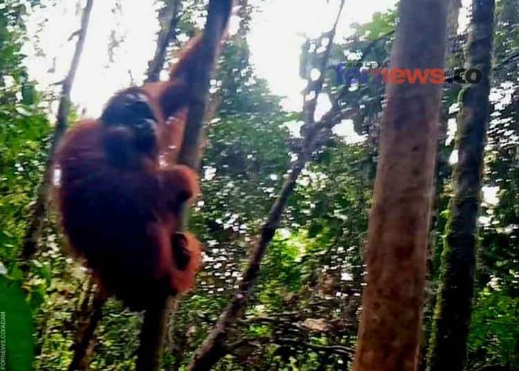 LAKSMI orangutan betina di alam bebas setelah sempat direhabilitasi oleh YARI. (foto fornews.co/bksda kalbar)