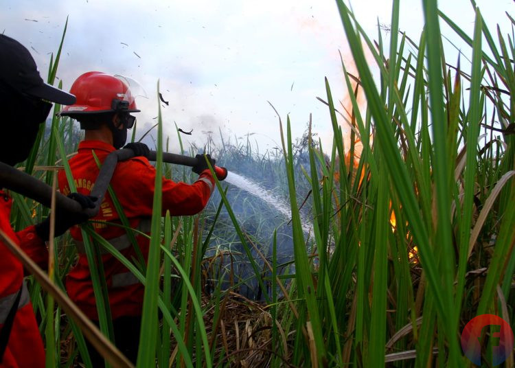 Petugas Satgas Karhutla Manggala Agni DOPS Sumatera XIV/Banyuasin saat memadamkan api yang membakar lahan di Desa Sungai Rambutan, Kecamatan Indralaya Utara, Ogan Ilir, Rabu (23/8/2023). (fornews.co/wahyu rahmanto)