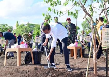 Presiden Jokowi saat akan menanam pohon cendana pada kegiatan tanam pohon di Jalan El Tari, Kota Kupang, NTT, Rabu (06/12/2023). (fornews.co/ tangkap layar)