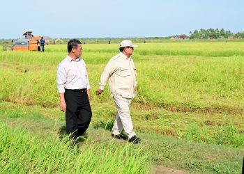 Presiden Prabowo bersama Menteri Pertanian Andi Amran Sulaiman, saat melihat tanam dan panen padi petani di Desa Telaga Sari, Distrik Kurik, Kabupaten Merauke, Provinsi Papua Selatan, Minggu (03/11/2024). (fornews.co/Foto: BPMI Setpres)