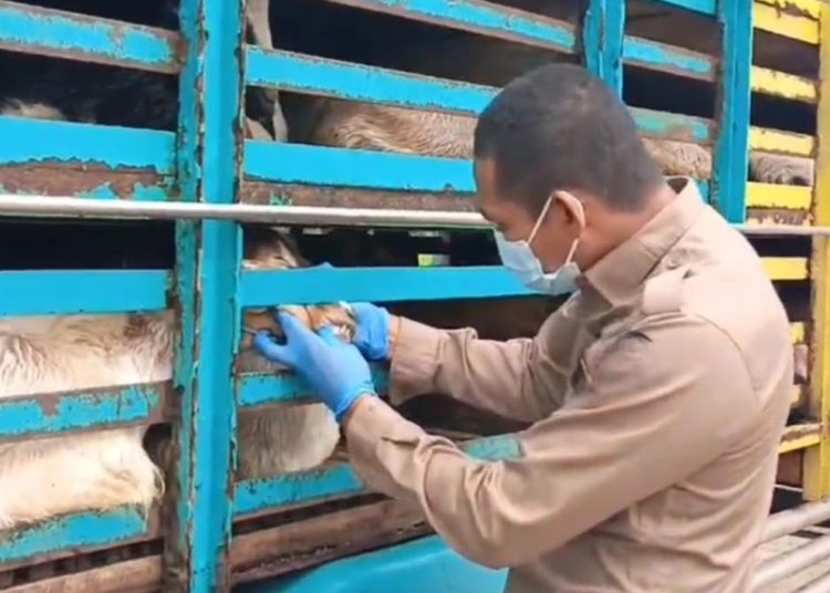 Petugas Balai Karantina Sumsel saat memeriksa lalu lintas hewan dari Sumsel menuju ke Provinsi Babel. (fornews.co/ist)