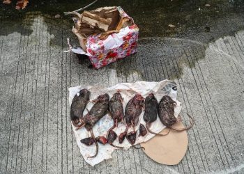 Penampakan enam ekor tikus dengan kepala terpenggal yang ditemukan dalam kardus dan dibuka petugas kebersihan Tempo, pada Sabtu (22/3/2025) lalu. (fornews.co/ist)