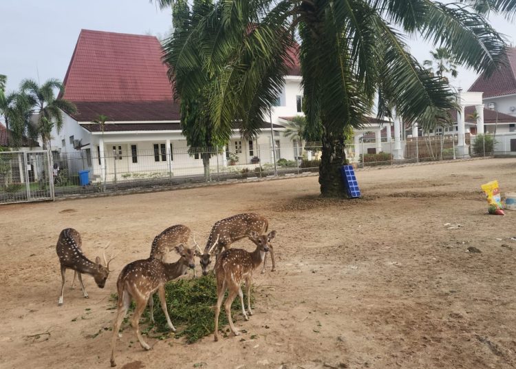 Rusa Tutul yang ada Rumdin Bupati Muba, Griya Bumi Serasan Sekate, menjadi satu daya tarik masyarakat di akhir pekan. (fornews.co/ist)