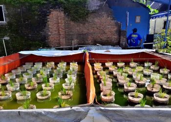 BUDIDAYA mina padi belut di lahan sempit milik warga Kelurahan Cokrodingratan, Kemantren Jetis, Kota Jogja, upaya ketahanan pangan mandiri. (foto fornews.co/kelurahan cokrodiningratan)