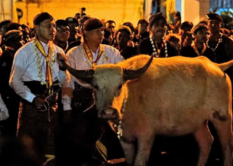 KIRAB Malam 1 Sura. Sejumlah kerbau termasuk Kiai Slamet akan diikutsertakan dalam Kirab Malam 1 Sura di Surakarta pada Kamis malam, 26 Juni 2025. (foto fornews.co/karaton surakarta)