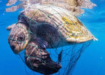 PENYU sering terjebak sampah plastik dan menyebabkan kematian. (foto fornews.co/wwf indonesia)