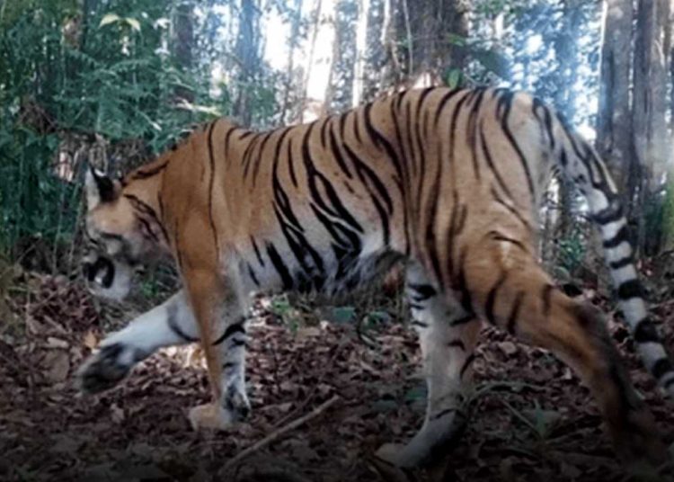 HARIMAU Sumatra saat melintas melewati kamera trap yang dipasang Tim pemantauan dari BKSDA Bengkulu-Lampung. (foto fornews.co/kemenhut/bksda)