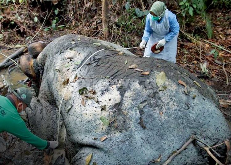 PETUGAS dari Direktorat Jenderal Penegakan Hukum Kehutanan (Ditjen Gakkum Kehutanan) bersama Polres Pelalawan dan Polda Riau, melakukan pemeriksaan terhadap bangkai gajah yang membusuk di areal konsesi milik perusahaan pabrik kertas PT RAPP, setelah dilaporkan pada Senin, 2 Februari 2026. (foto fornews.co/kemnehut)