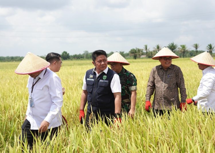 Gubernur Sumsel, Herman Deru saat berjalan di persawahan usai Rakor TPID rangkaian GPIPS di Desa Mulyosari, Kecamatan Tanjung Lago, Kabupaten Banyuasin, Rabu (11/02/2026). (fornews.co/foto: ist)