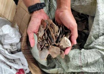 BARANG bukti berupa 796 Kg sisik trenggiling yang hendak diselundupkan melalui Pelabuhan Merak menggunakan kapal kargo berbendera Vietnam, MV Hoi An 8. (foto fornews.co/gakkum kehutanan)